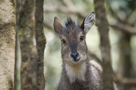 The Ruins of the Moment: Himalayan Goral [Naini Tal Zoo] — Photos by Pete McGregor