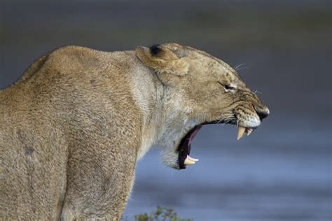 Portrait of Wild Lion in Its Natural Habitat Stock Image - Image of nature, namibia: 61219519