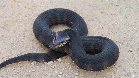 Southern Watersnake – Florida Snake ID Guide