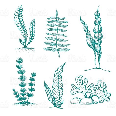 ink hand drawn seaweed collection. various underwater sea plants and... | Plant drawing, Plant ...