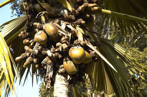 Double Coconut, sea coconut or Coco de mer Medicinal uses