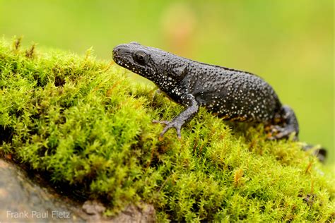 Triturus cristatus - der Kammmolch (Forum für Naturfotografen)