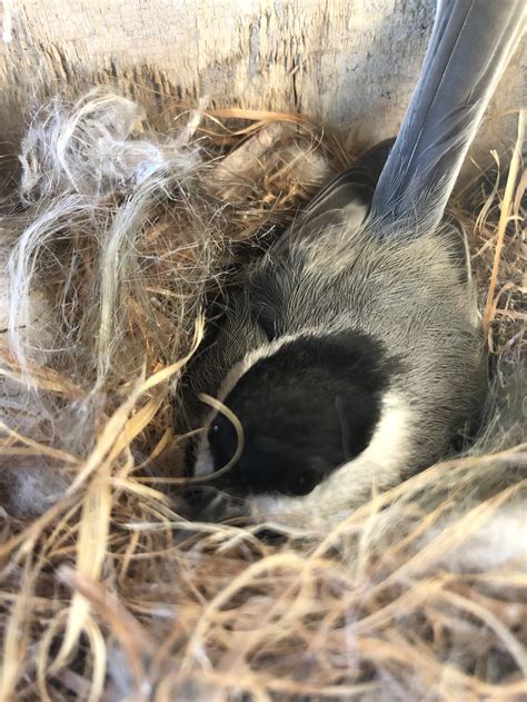 Prothonotary Warbler nest box project: 2022 update — Delta Wind Birds