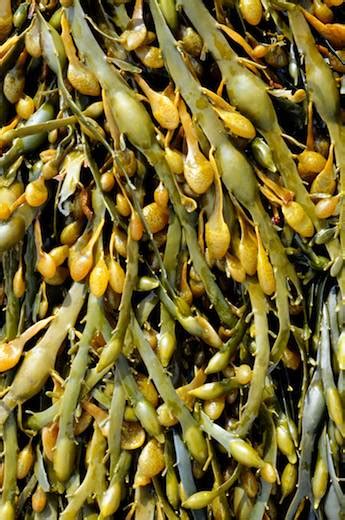 Seaweed.ie :: Information on marine algae