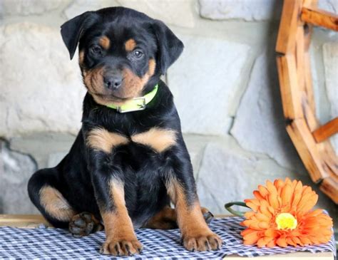 Shadow | Rottweiler - Miniature Puppy For Sale | Keystone Puppies