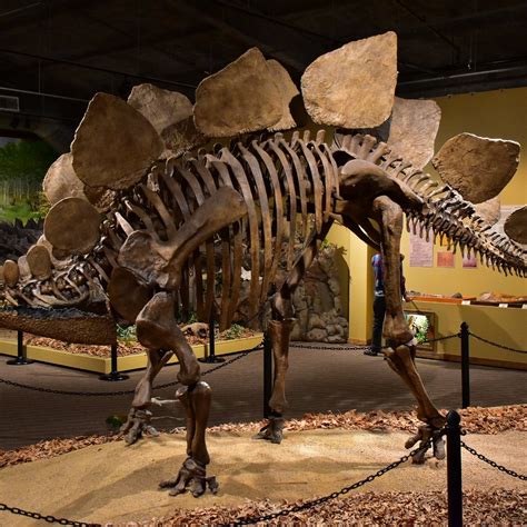 Glendive Dinosaur & Fossil Museum (MT) - Review - Tripadvisor