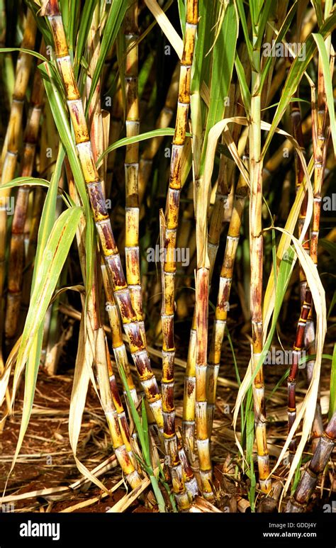 Sugar Cane Field, Hawaii Stock Photo - Alamy