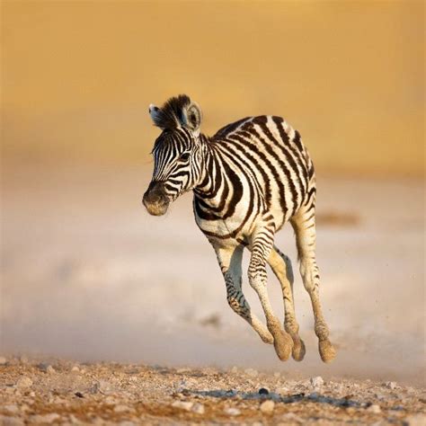 Zebra Colt