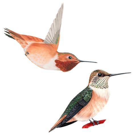 Rufous Hummingbird | Celebrate Urban Birds