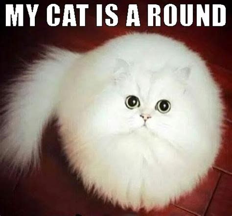 Round Cat - Meme Guy