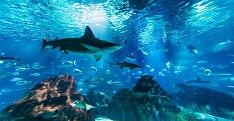 Barcelona Aquarium: Skip-the-Line Admission Ticket | GetYourGuide