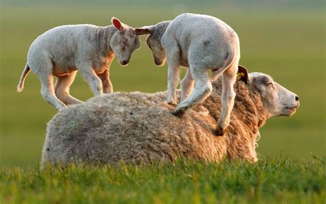 Fond d'écran : animaux, herbe, champ, faune, mouton, agneau, prairie ...