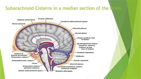 Subarachnoid Cisterns – Anatomy - YouTube