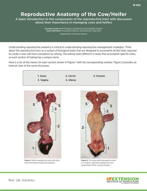 W 934 Reproductive Anatomy of the Cow Heifer - DocsLib