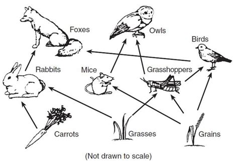 an animal's life cycle diagram with all the different animals and their ...