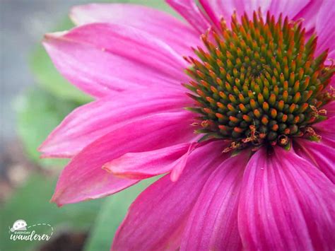 Kansas Wildflowers in Bloom by Season: Spring, Summer & Fall