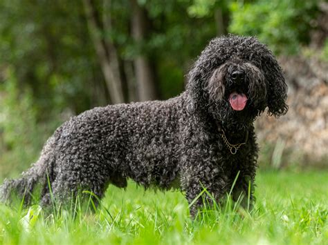 Barbet - Dog Breed Guide | Spot®