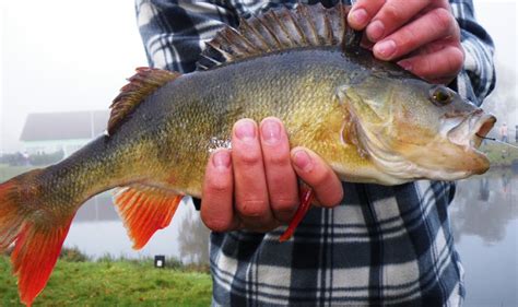 AAPPMA MOLSHEIM - Connaître les poissons d'eau douce