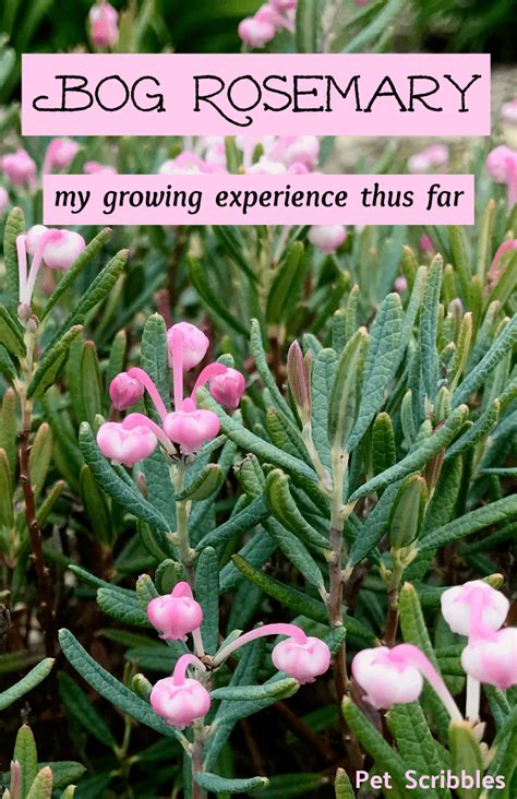 Bog Rosemary Facts You Need to Know (Andromeda Polifolia) - Pet Scribbles