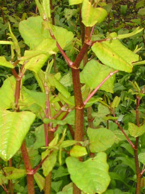 » Japanese knotweed – Identification, distribution, edibility Galloway Wild Foods