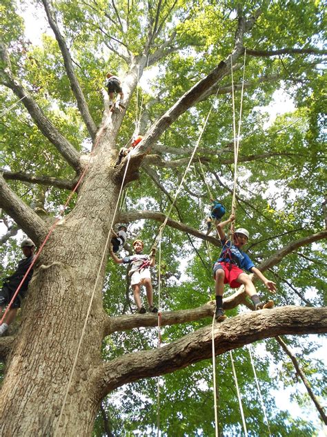 Piedmont Tree Climbing (PTC): Tree Climbing?