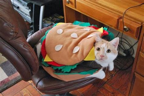 Funny Halloween Costumes for Cats | Amazing & Latest Pictures | Funny ...