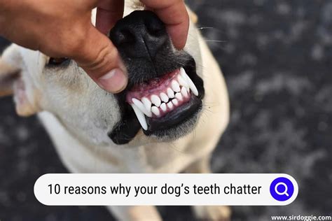 10 Reasons Why Your Dog’s Teeth Chatter, And How To Help - SirDoggie.com