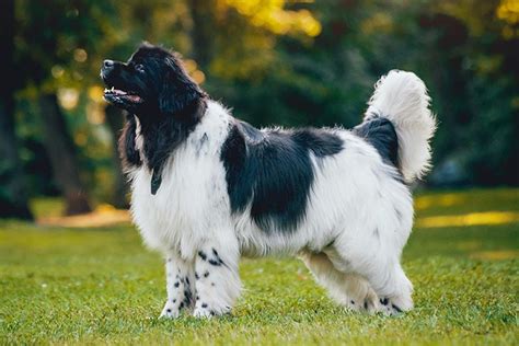 Newfoundland Dog Breed Information