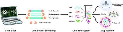 Frontiers | In silico Design of Linear DNA for Robust Cell-Free Gene Expression