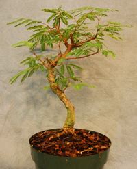 Mimosa Bonsai Tree Care – Chinese Bonsai Garden