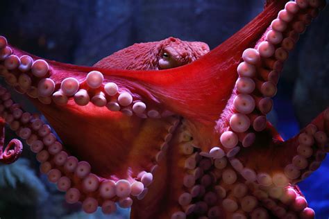 Giant Pacific octopus wallpaper from the Monterey Bay Aquarium