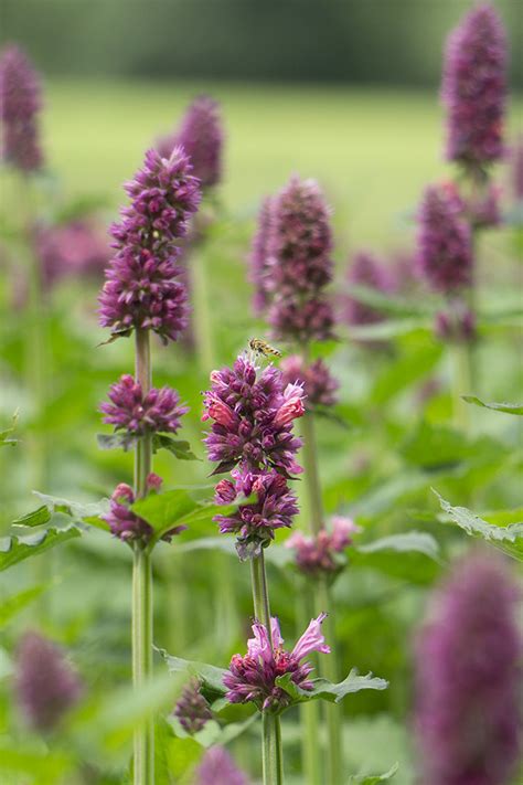 Perennial varieties | Future Plants