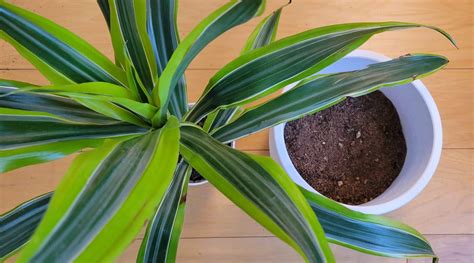 How to Propagate Dracaena: Step-By-Step Guide (With Pictures)