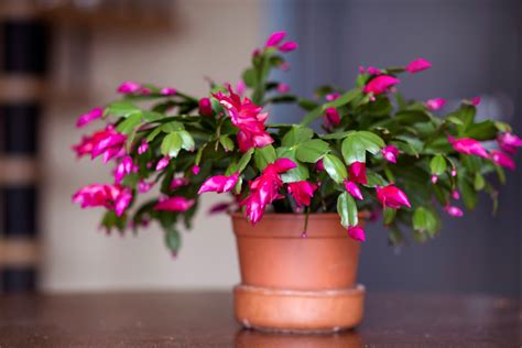 These are the 21 best plants for cold weather climates | HappySprout