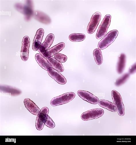 Aeromonas bacteria, illustration Stock Photo - Alamy