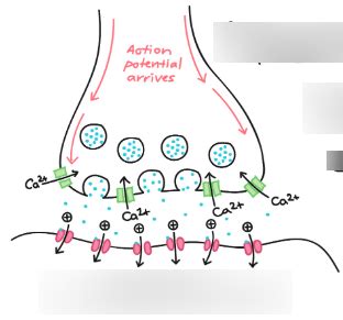 Anatomy - Synapsis Diagram | Quizlet