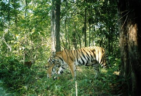 Thungyai-Huai Kha Khaeng Wildlife Sanctuaries - UNESCO World Heritage Centre, Thailand | Unesco ...