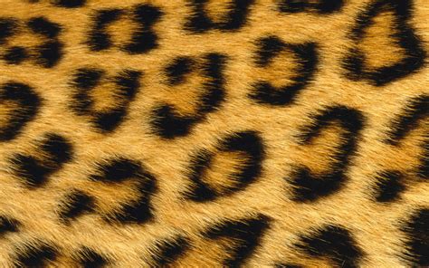 Leopard Print Wallpaper Hd Hd Desktop Wallpaper Carpet - High Resolution Leopard Print ...