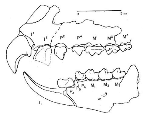 Paleocene mammals of the world