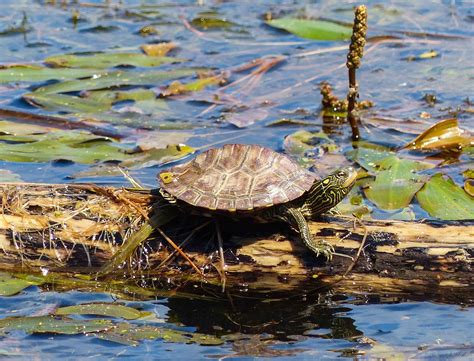 Gale's Photo and Birding Blog: Northern Map Turtle