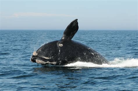 Helping the North Atlantic Right Whale rebound | SMU News and Events