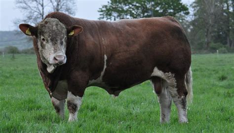 Simmental Cattle Breed – Everything You Need to Know