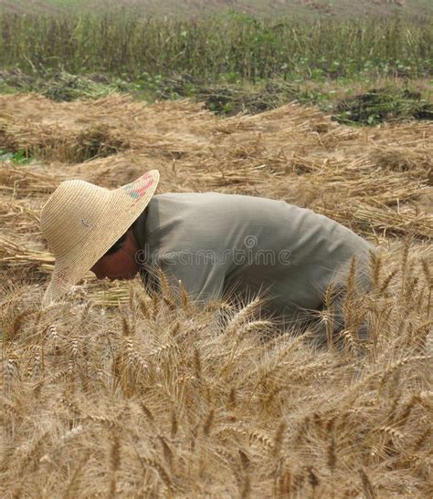 Harvesting wheat by hand stock photo. Image of cereal - 23706334