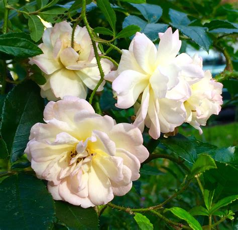 Looking for ID of this rose- shrub, zone 5, reblooming, clusters of flowers, vaguely fragrant ...