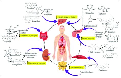 Pictorial representation of different categories of antidiabetic drugs ...