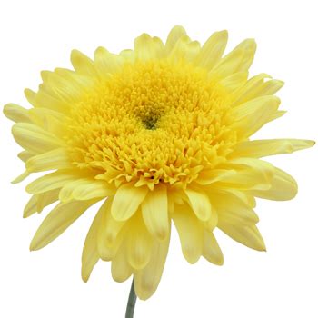 Lemon Yellow Cremon Flower | FiftyFlowers.com