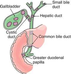 Biliary calculus | definition of biliary calculus by Medical dictionary