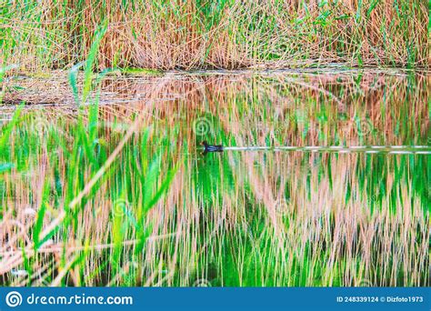 Un Canard Sauvage Flotte Sur L'eau Dans Les Roseaux Photo stock - Image du extérieur, flotteurs ...