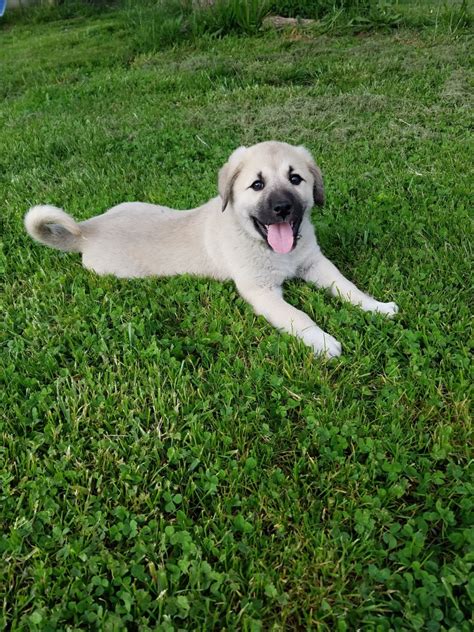 Anatolian Shepherd/Great Pyrenees Cross: A Great Livestock Guard Dog ...