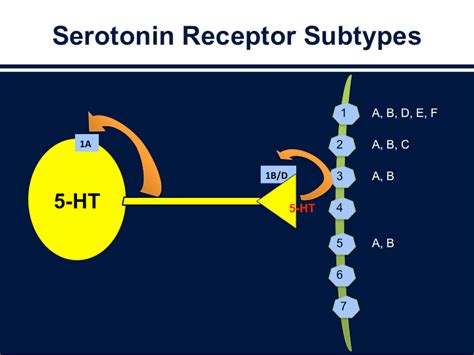 Serotonin Receptors - Simple and Practical Mental Health